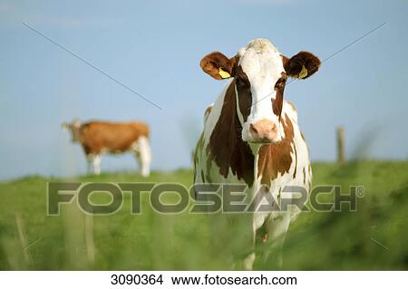 Two Cows on meadow View Large Photo Image Picture - Two Cows on meadow . Fotosearch