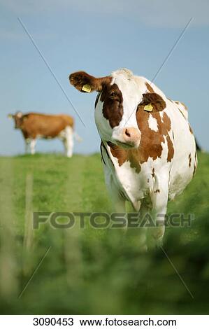 Two Cows on meadow View Large Photo Image Stock Image - Two Cows on meadow . Fotosearch