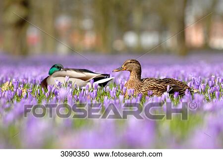 Stock Image - Two ducks, Husum, Schleswig-Holstein, Germany . Fotosearch