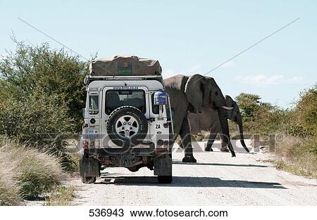 Two elephants crossing road in forest View Large Photo Image Stock Image - Two elephants crossing road in forest . Fotosearch