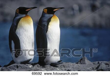 Stock Image - Two King Penguins (Aptenodytes patagonicus) on rock . Fotosearch