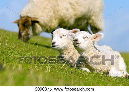 Two lambs and a sheep on a meadow, Schleswig-Holstein, Germany View Large Photo Image Stock Photography - Two lambs and a sheep on a meadow, Schleswig-Holstein, Germany . Fotosearch