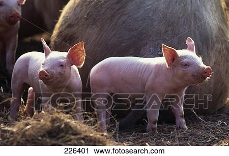 Two piglets on straw in pigsty  View Large Photo Image Stock Image - Two piglets on straw in pigsty . Fotosearch