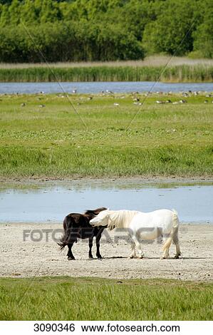 Two ponies View Large Photo Image Stock Photograph - Two ponies . Fotosearch