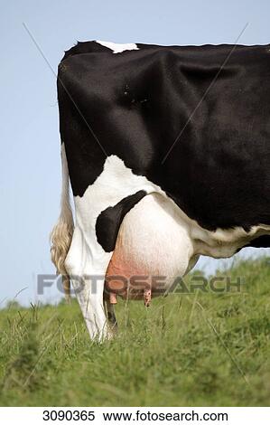 Udder of a cow, close-up View Large Photo Image Stock Photography - Udder of a cow, close-up . Fotosearch