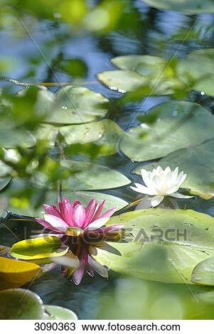 Water lily in lake, close-up View Large Photo Image Stock Image - Water lily in lake, close-up . Fotosearch