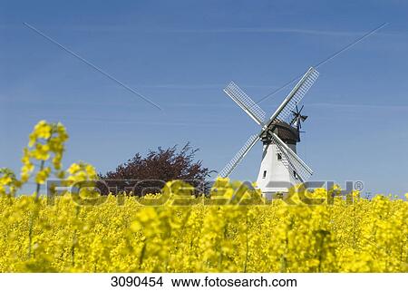 Wind mill, Westerholz, Schleswig-Holstein, Deutschland View Large Photo Image Picture - Wind mill, Westerholz, Schleswig-Holstein, Deutschland . Fotosearch