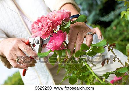 Stock Image - Woman trimming roses in garden, close-up . Fotosearch