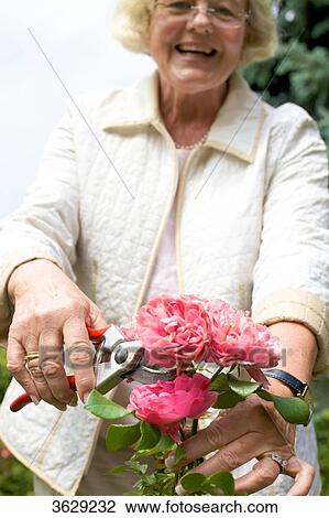 Stock Image - Woman trimming roses in garden . Fotosearch
