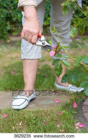 Stock Photography - Woman trimming roses in garden, close-up . Fotosearch