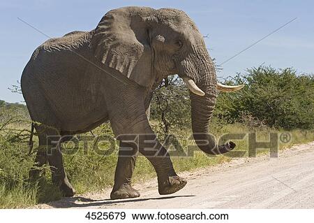 Stock Photo - African elephant (Loxodonta africana) crossing a road in Etosha Nationalpark, Namibia . Fotosearch
