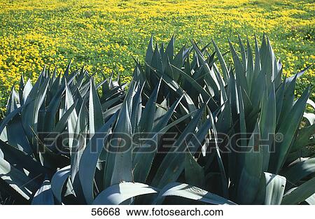Agrave plants growing in field, Majorca, Balearic Islands, Spain View Large Photo Image Stock Photo - Agrave plants growing in field, Majorca, Balearic Islands, Spain . Fotosearch