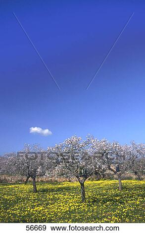Almond trees blooming in field, Majorca, Balearic Islands, Spain View Large Photo Image Stock Photo - Almond trees blooming in field, Majorca, Balearic Islands, Spain . Fotosearch