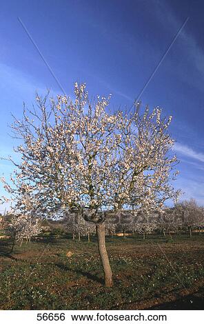 Stock Photograph - Almond trees in field, Majorca, Balearic Islands, Spain . Fotosearch