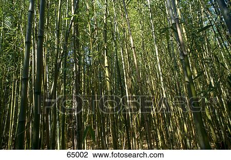 Bamboo trees in garden, Alfabia Garden, Majorca, Balearic Islands, Spain View Large Photo Image Stock Image - Bamboo trees in garden, Alfabia Garden, Majorca, Balearic Islands, Spain . Fotosearch
