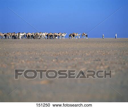 Stock Image - Camel caravan in desert, Egypt . Fotosearch