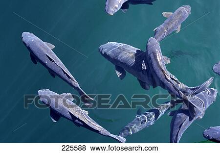 Stock Photo - Carp swimming in water, Lake Mead, Las Vegas, Nevada, USA . Fotosearch