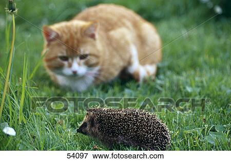 Cat looking Hedgehog (Erinaceus europaeus) in field View Large Photo Image Stock Photo - Cat looking Hedgehog (Erinaceus europaeus) in field . Fotosearch