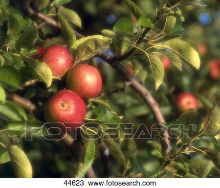 Stock Image - Close-up of apples on trees . Fotosearch