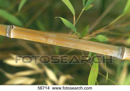 Close-up of bamboo plant View Large Photo Image Picture - Close-up of bamboo plant . Fotosearch