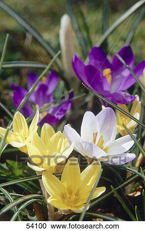 Stock Image - Close-up of blooming flowers of Crocus vernalis . Fotosearch