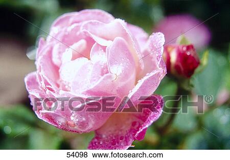 Stock Photo - Close-up of blooming pink rose . Fotosearch