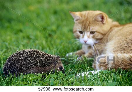 Stock Photograph - Close-up of cat looking at hedgehog . Fotosearch