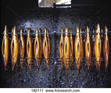 Close-up of dead fish on drying rack View Large Photo Image Stock Image - Close-up of dead fish on drying rack . Fotosearch