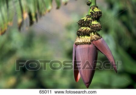Stock Image - Close-up of flower of banana tree, Kanaren, La Palma, Canary Islands, Spain . Fotosearch