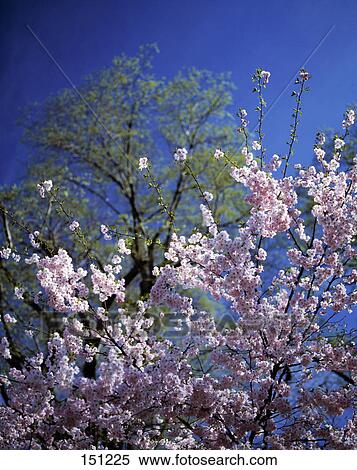 Close-up of flowers in bloom View Large Photo Image Stock Photography - Close-up of flowers in bloom . Fotosearch