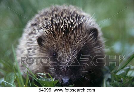 Close-up of Hedgehog (Erinaceus europaeus) in field  View Large Photo Image Stock Photograph - Close-up of Hedgehog (Erinaceus europaeus) in field . Fotosearch