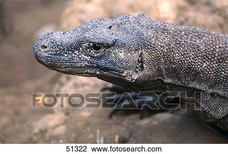 Stock Image - Close-up of Komodo dragon (Varanus komodoensis), Komodo Island, Indonesia . Fotosearch