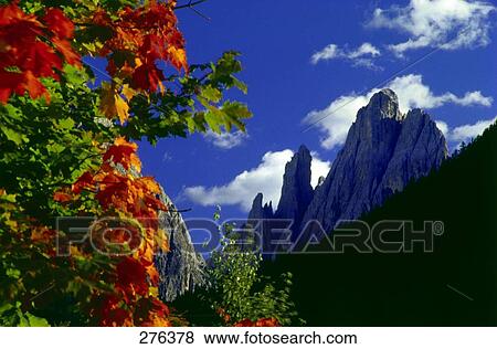 Stock Photo - Close-up of maple leaves with mountain range in background, Fischlein Valley, Dolomites, South Tyrol, Italy . Fotosearch