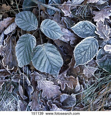 Stock Photo - Close-up of rime leaves . Fotosearch