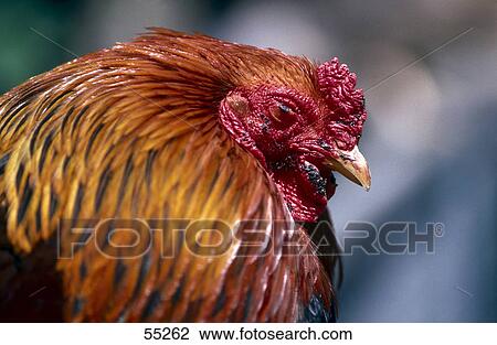 Stock Image - Close-up of rooster . Fotosearch