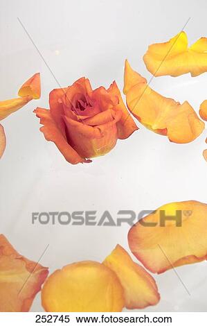 Stock Photography - Close-up of rose and petals in water . Fotosearch