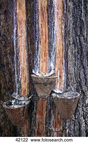 Close-up of sap buckets on tree trunk, Ecomusee de la Grande Lande, France View Large Photo Image Stock Image - Close-up of sap buckets on tree trunk, Ecomusee de la Grande Lande, France . Fotosearch