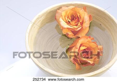 Close-up of two roses in bowl View Large Photo Image Picture - Close-up of two roses in bowl . Fotosearch