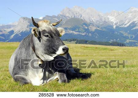 Cow resting in field View Large Photo Image Stock Photo - Cow resting in field . Fotosearch