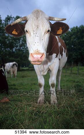 Picture - Cow standing in field . Fotosearch