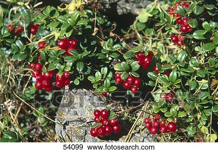 Stock Photo - Cranberries growing on branches . Fotosearch