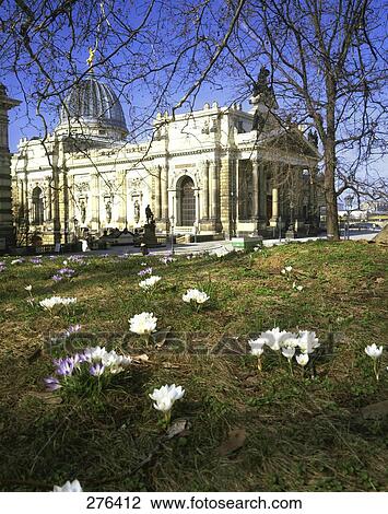 Crocus flowers blooming in field, Dresden, Saxony, Germany View Large Photo Image Stock Image - Crocus flowers blooming in field, Dresden, Saxony, Germany . Fotosearch