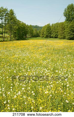 Stock Photo - Dandelion flower blooming in field, Frankfurt, Hesse, Germany . Fotosearch