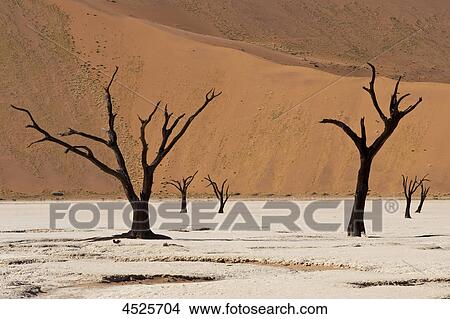 Picture - Dead Acacia Trees at Dead Vlei in Naukluft National Park, Namib Desert, Namibia . Fotosearch