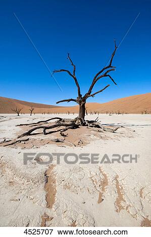 Stock Photo - Dead Acacia Trees at Dead Vlei in Naukluft National Park, Namib Desert, Namibia . Fotosearch