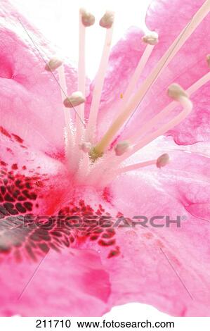 Detail of pink flower  View Large Photo Image Stock Image - Detail of pink flower . Fotosearch