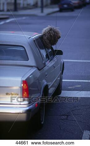 Stock Image - Dog in car on road, New Orleans, Louisiana, USA . Fotosearch