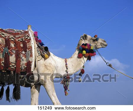 Stock Photo - Dromedary camel in desert, Egypt . Fotosearch