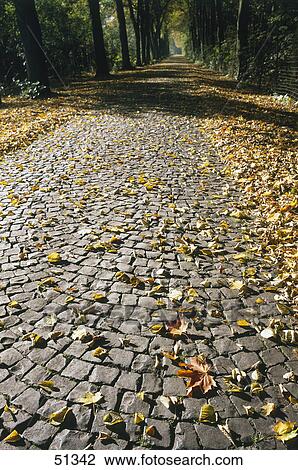 Stock Image - Fallen leaves on forest track, Okriftel, Hessen, Germany . Fotosearch