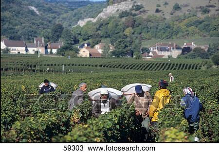 Stock Image - Farm workers in field, Vougeot, Burgundy, France . Fotosearch
